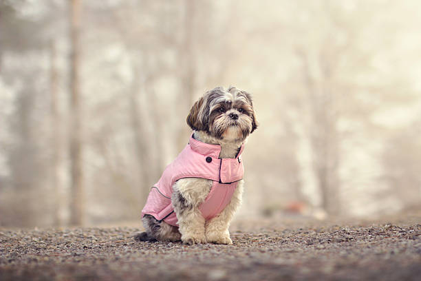 shih tzu no um casaco - color image animal dog animal hair imagens e fotografias de stock