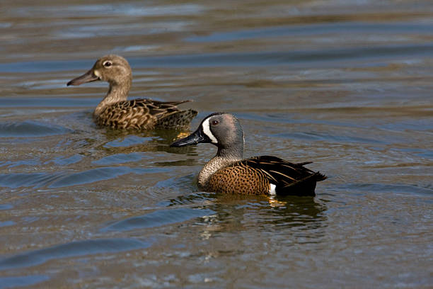 istock Pair of Blue-winged Teal, Anas discors 501089698