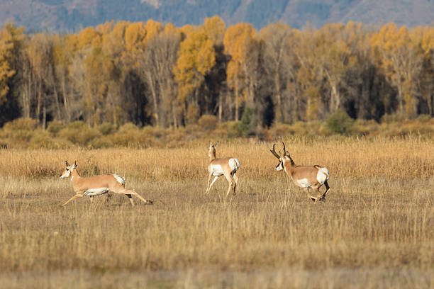 a herd of pronghorn antelope in the fall rut