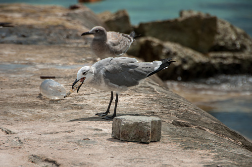 Horizontal closeup photo of a Seagull with bright red legs, feet and beak, standing on the rocky foreshore with breaking ocean waves in the background at Byron Bay, north coast NSW in Winter.