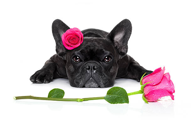 dia dos namorados amor cão doente - valentines day friendship puppy small - fotografias e filmes do acervo