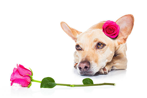 istock valentines love sick dog 501092454