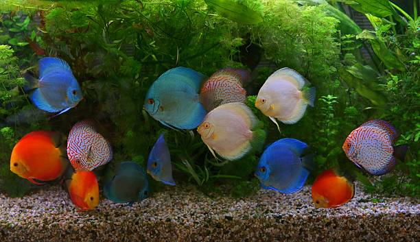 istock Discus (Symphysodon), multi-colored cichlids in the aquarium 501092648