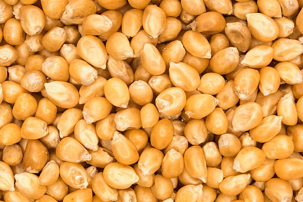 istock close up shot of corn seeds (textured) 501092830