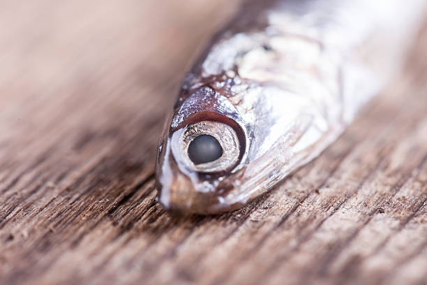 istock small fish on a wooden Board closeup 501093282