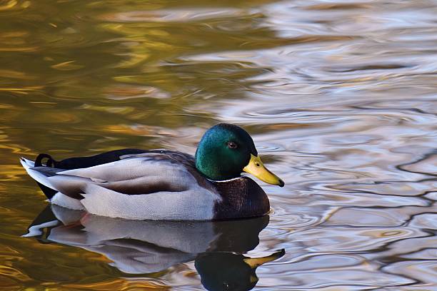 istock Mallard Drake Swimming 501094184