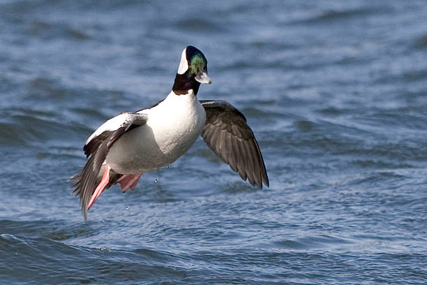 istock Male Bufflehead, Bucephala albeola in flight 501094264