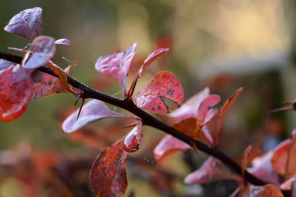 Red thornbush