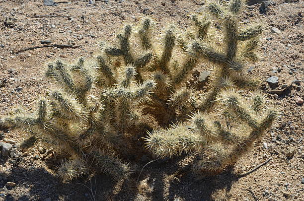 istock Silver Cholla (Cylindropuntia echinocarpa) Cactus in Joshua Tree National Park 501095314