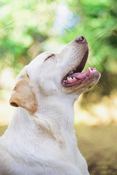 istock Happy labrador retriever dog 501095480