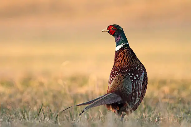 Pheasant on yellow background