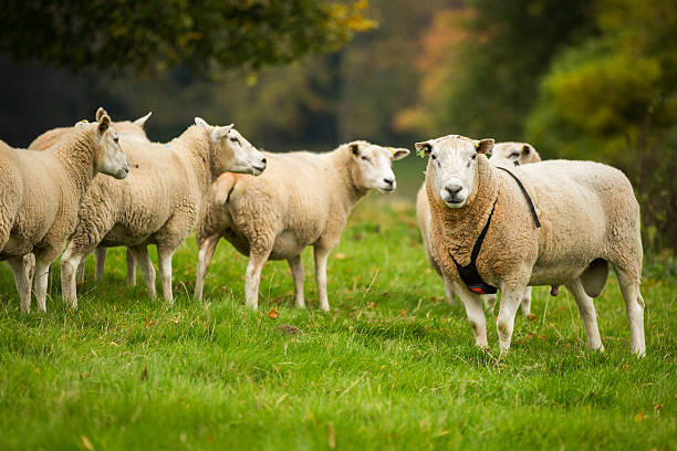 ram portant un raddle à côté d'un troupeau de moutons. - bélier animal mâle photos et images de collection