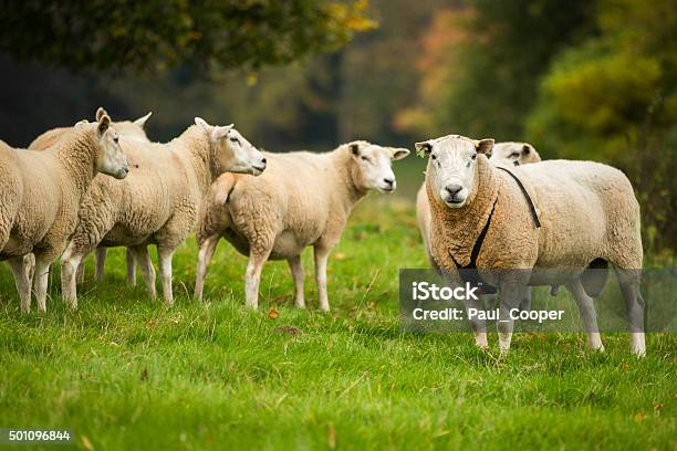 Photo libre de droit de Ram Portant Un Raddle À Côté Dun Troupeau De Moutons banque d'images et plus d'images libres de droit de Mouton