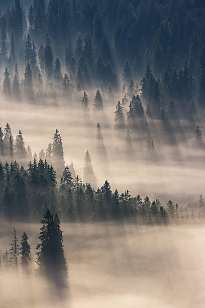 istock coniferous forest in foggy mountains 501098970