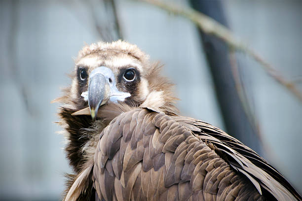 buitre cinereous, aegypius monachus - cinereous fotografías e imágenes de stock