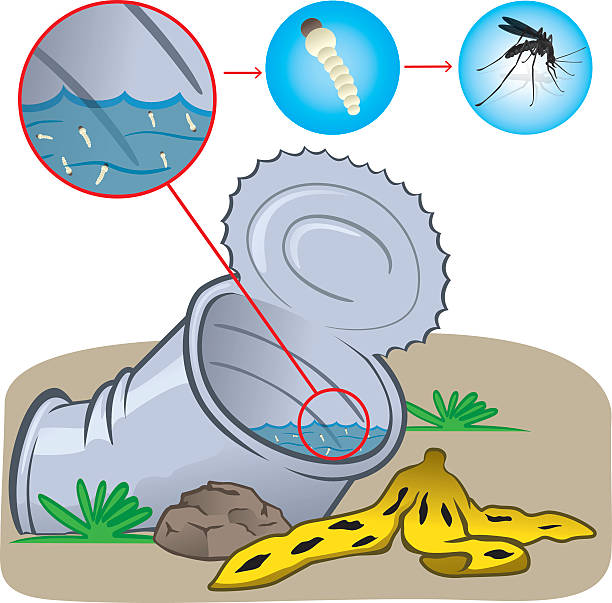 illustrations, cliparts, dessins animés et icônes de la nature, peuvent avec eau dormante avec un accent de mosquito mosquito - stagnant