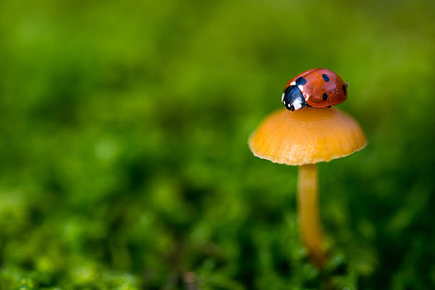 Ladybug on a mushroom and green grass, close up with small depth of field