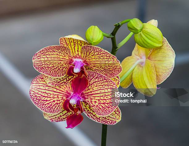 Beautiful Orchid Flowers Sweet Orchids In The Garden Stock Photo - Download Image Now