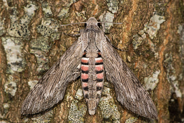 Convolvulus hawk-moth (Agrius convolvuli) at rest on bark of tree The convolvulus hawk moth is a migrant to Britain from Europe, and is Britain's largest moth convolvulus photos stock pictures, royalty-free photos & images