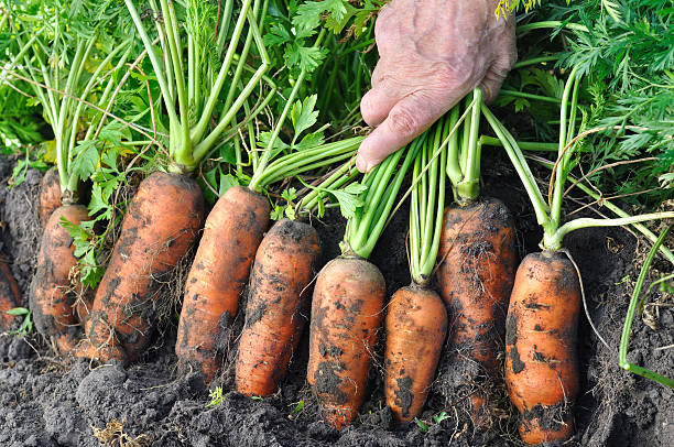 farmer ernte frisch bio karotten - root vegetable picking monoculture nutrient stock-fotos und bilder