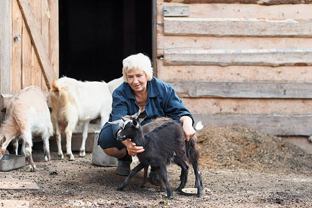 istock Woman farmer with goats 501118190