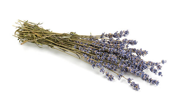 istock dried lavender isolated on white background 501118870