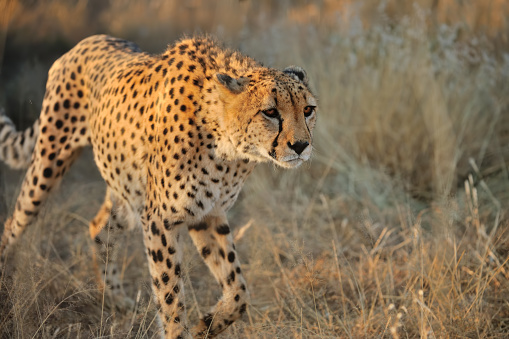 an approaching cheetah in warm evening light.