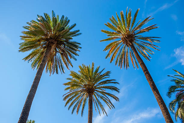 Three palm trees stock photo
