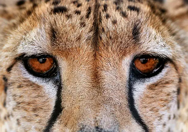 close-up of a cheetah