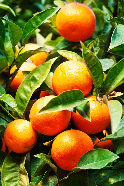 frutas cítricas fondo-ramo de maduro naranja tangerine estar - citrus fruit mandarin orange orange large group of objects fotografías e imágenes de stock