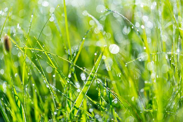 istock Water droplets on plant 501120952