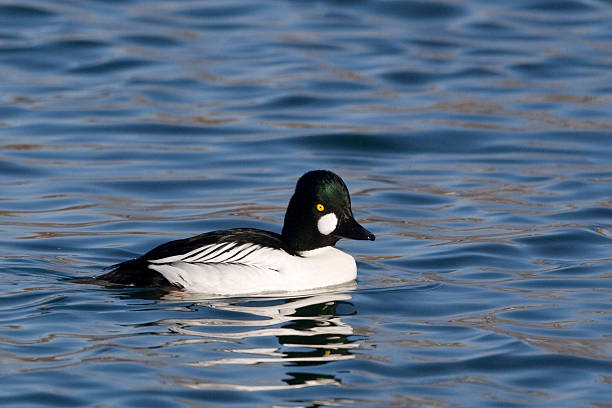istock Male Common Goldeneye, Bucephala clangula 501121638