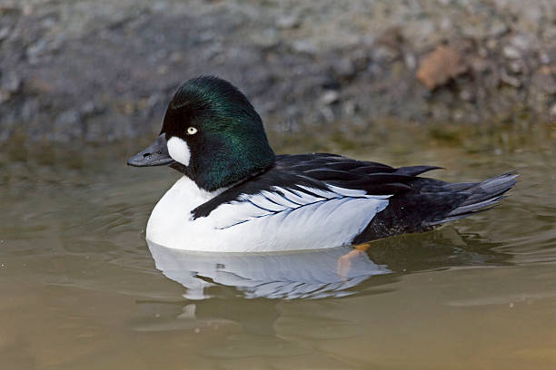 istock Male Common Goldeneye, Bucephala clangula, swimming 501121660