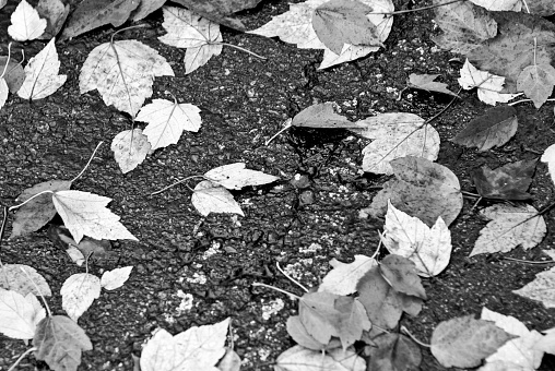 Black and White Leaves on Ground