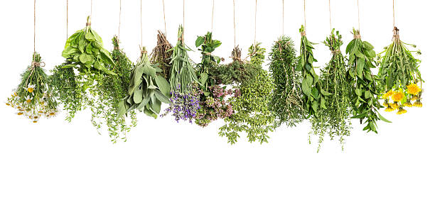 istock Herbs hanging isolated on white. Basil rosemary thyme sage mint 501124612