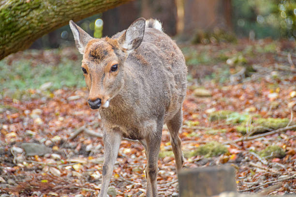 istock Wild Deer - Nara, Japan 501129796