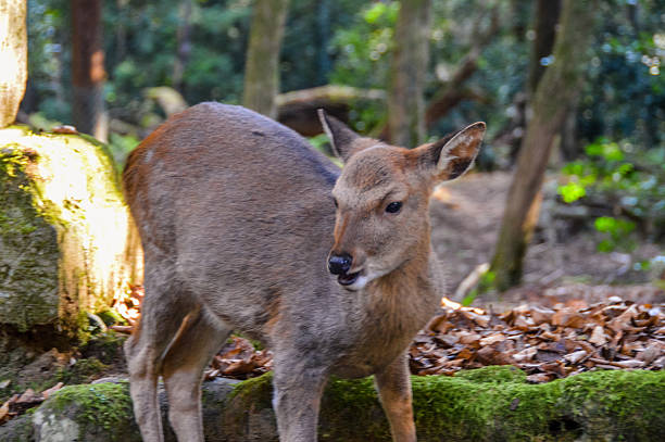 istock Wild Deer - Nara, Japan 501130018