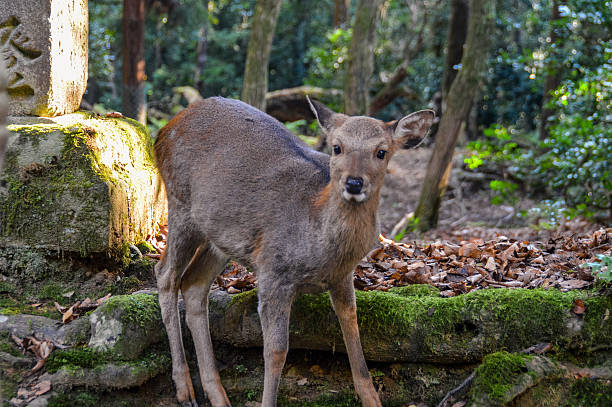 istock Wild Deer - Nara, Japan 501130062