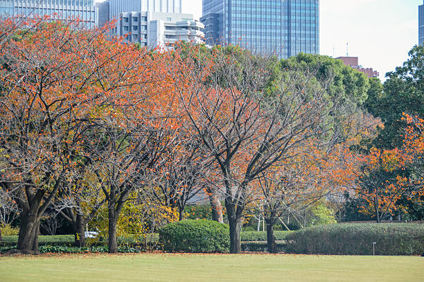 istock Autumn leaves and foliage in Japan 501130168