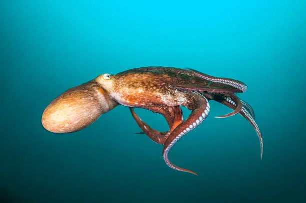 Portrait of Giant octopus in the deep. Photo was taken in Japan sea. Depth 20 meters. 