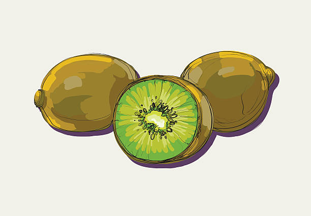 ilustrações de stock, clip art, desenhos animados e ícones de vetor desenho de quivi - freshness food serving size kiwi