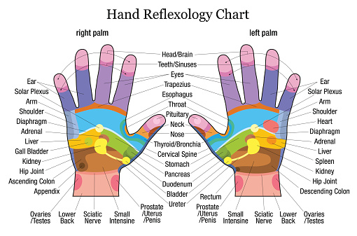 Hand reflexology chart with accurate description of the corresponding internal organs and body parts. Vector illustration over white background.