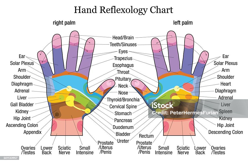 Hand reflexology chart description Hand reflexology chart with accurate description of the corresponding internal organs and body parts. Vector illustration over white background. Reflexology stock vector