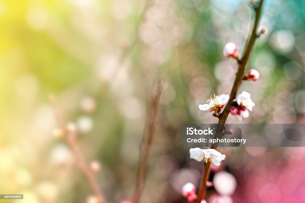 Plum blossom Plum blossoms in early spring. Located in Zijin Mountain Scenic Area, Nanjing City, Jiangsu Province, China. Arts Culture and Entertainment Stock Photo