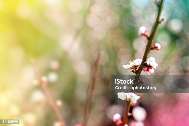 Plum Blossom Stock Photo - Download Image Now - Arts Culture and Entertainment, Asia, Backgrounds