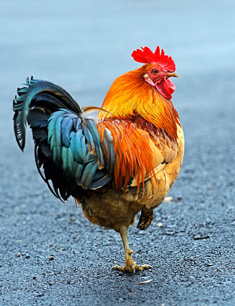 istock Portrait pet rooster on the farm 501136385