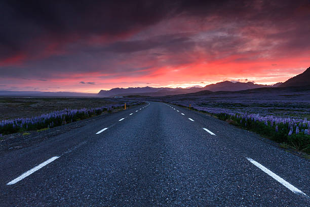 istock Lupine field in South Iceland 501136421