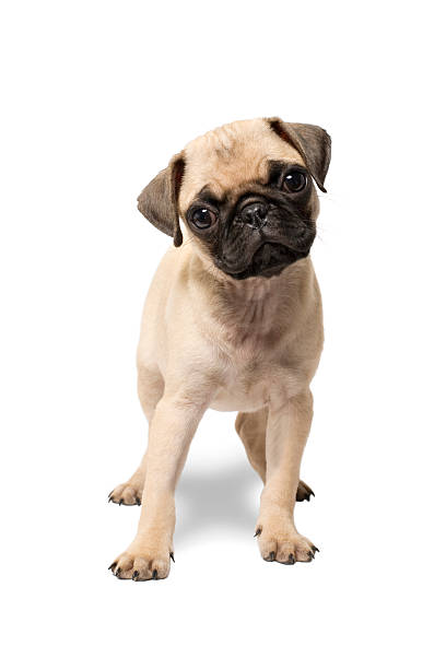 istock pug puppy isolated on white background 501136589