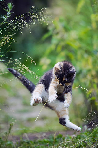 istock Cute kitty in funny jump 501137379