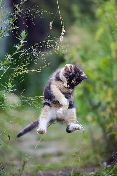 istock Cute kitty in funny jump 501137387